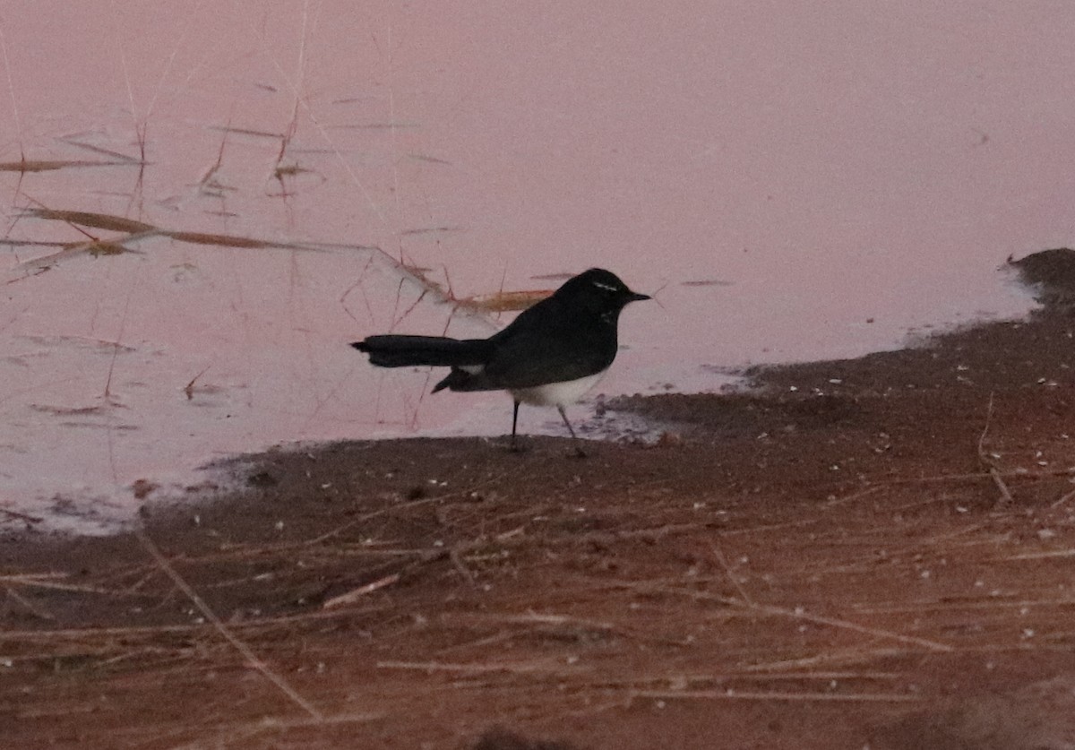 Willie-wagtail - ML479978631