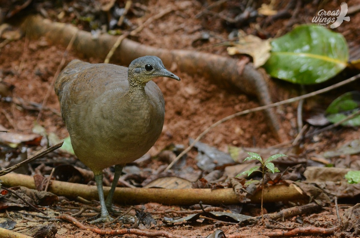 Great Tinamou - Gustavo Rojas