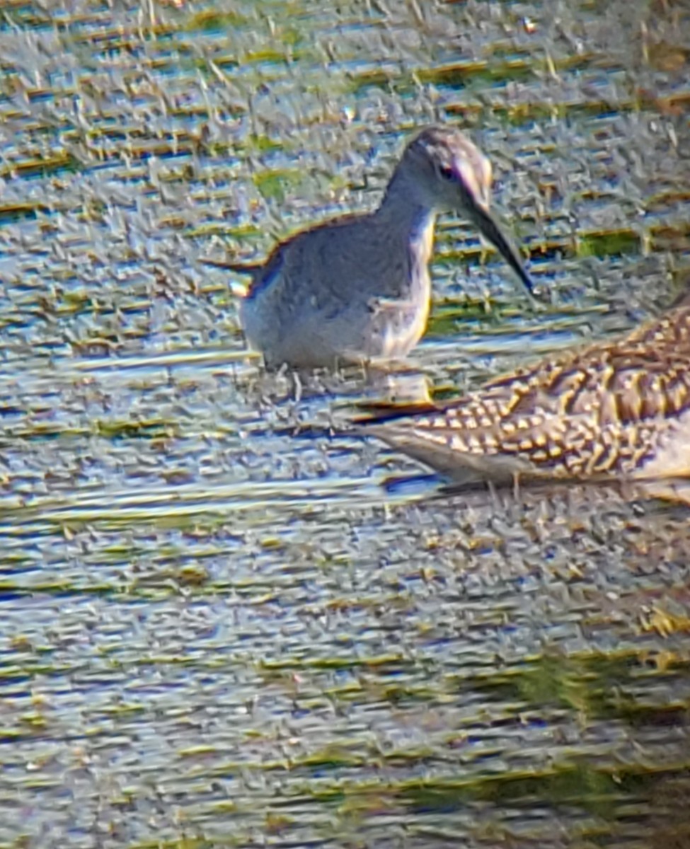 Greater Yellowlegs - Tim O'Brien