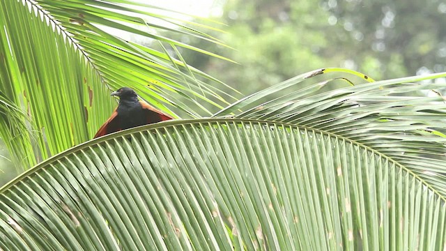 Greater Coucal - ML479979