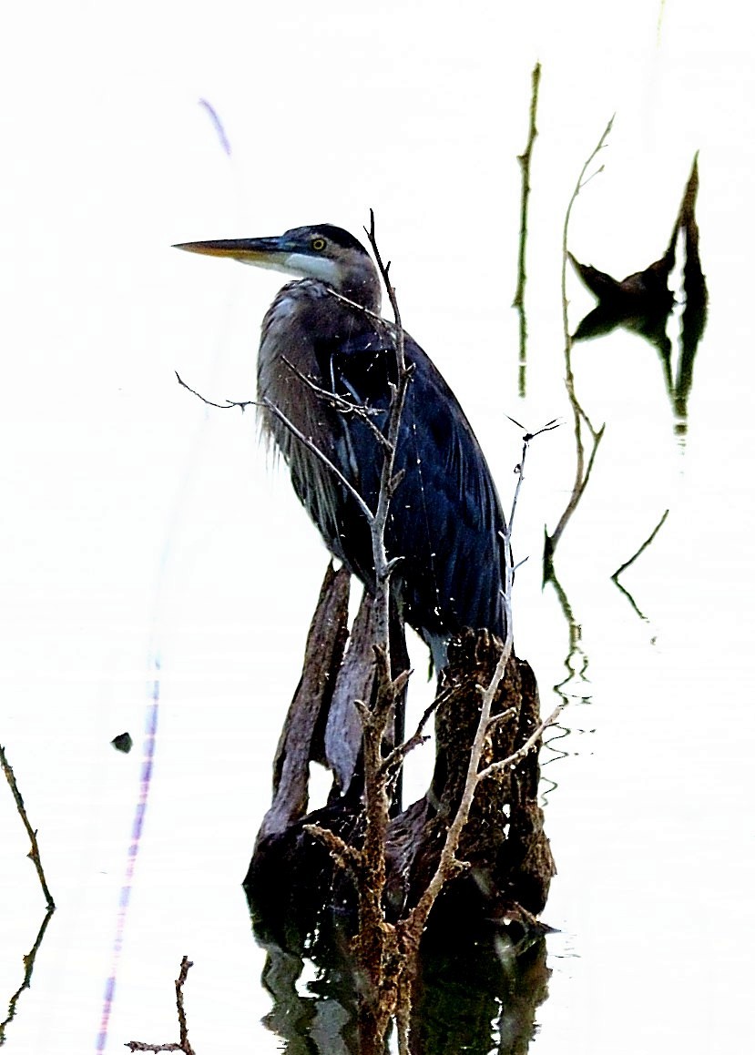 Great Blue Heron - ML479979701
