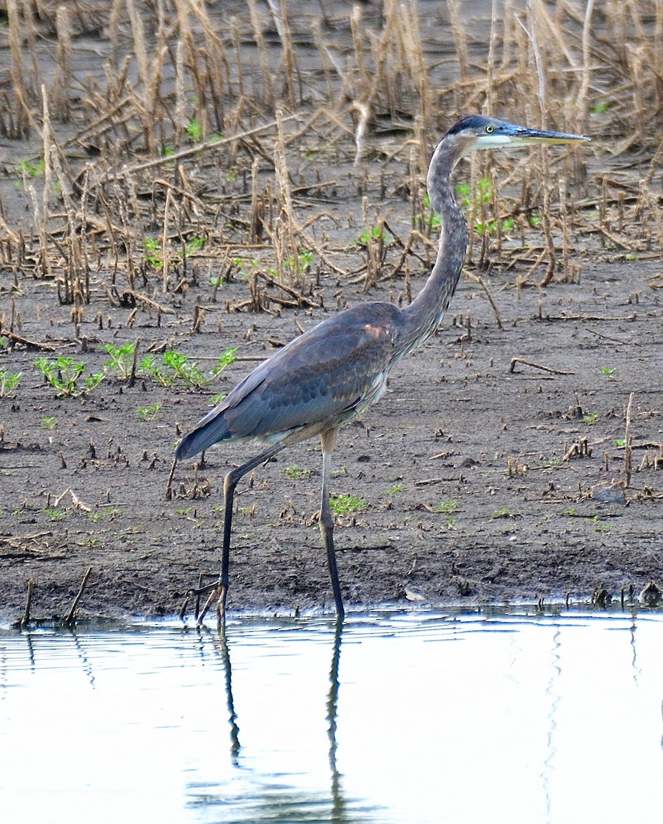 Great Blue Heron - ML479979721
