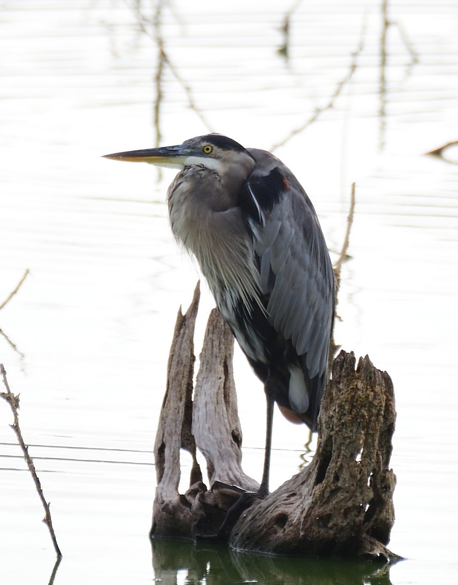 Great Blue Heron - ML479979731