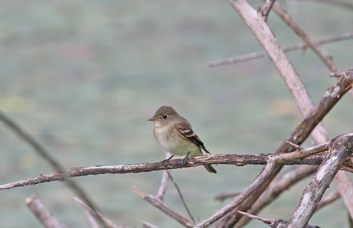 Least Flycatcher - ML479979961