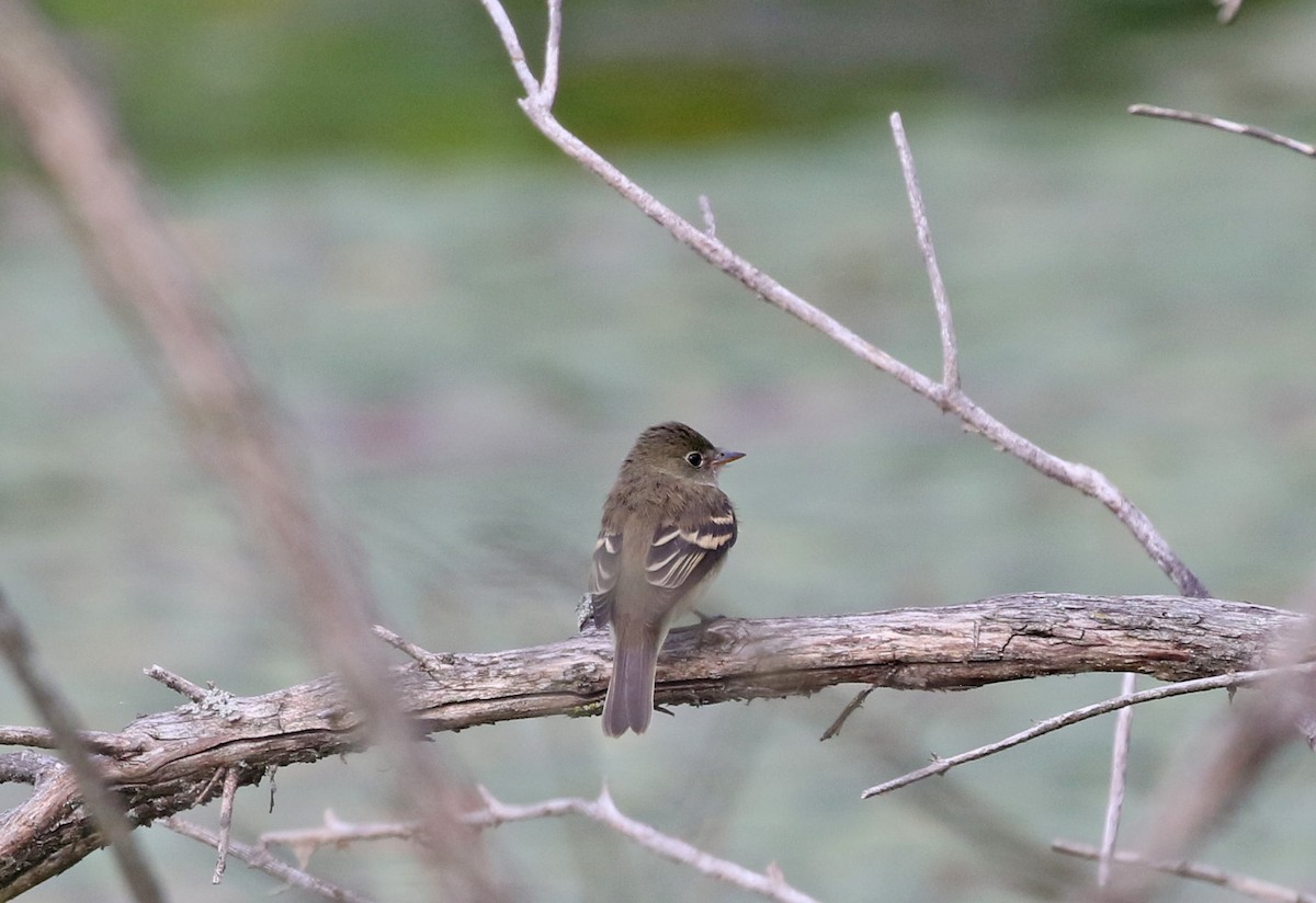 Least Flycatcher - ML479979971