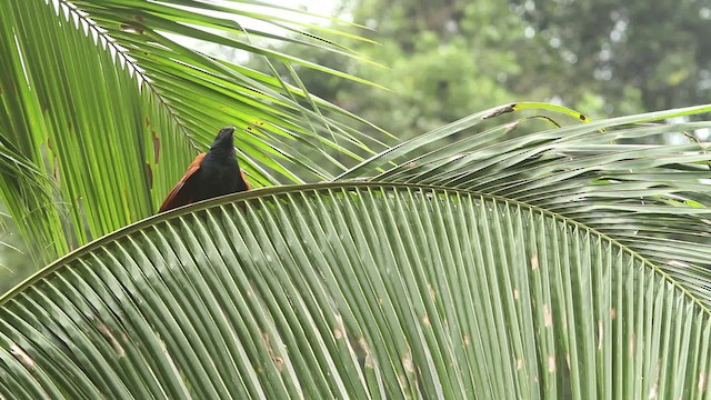 Greater Coucal - ML479980