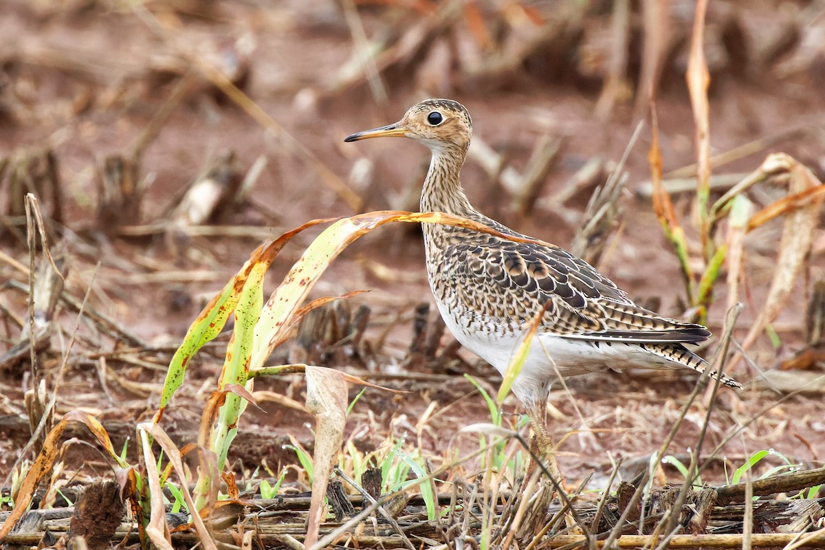 Upland Sandpiper - Brent Cox