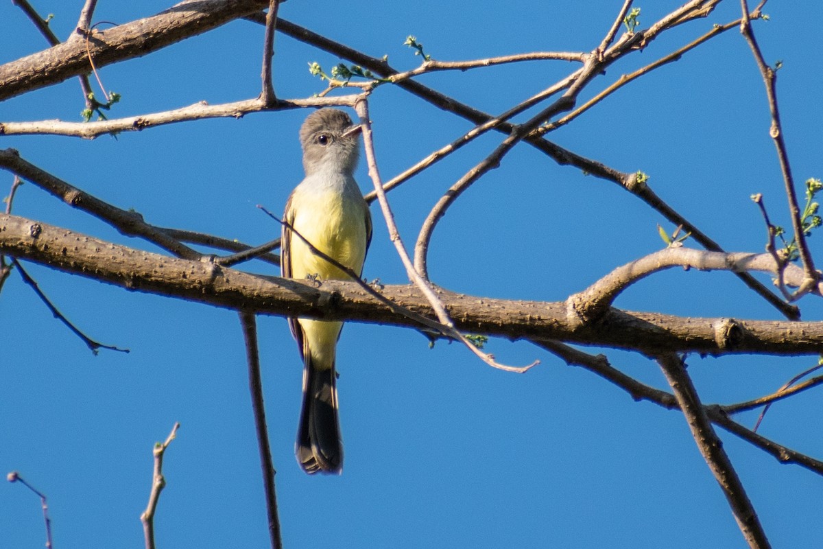 Dusky-capped Flycatcher - ML479981391