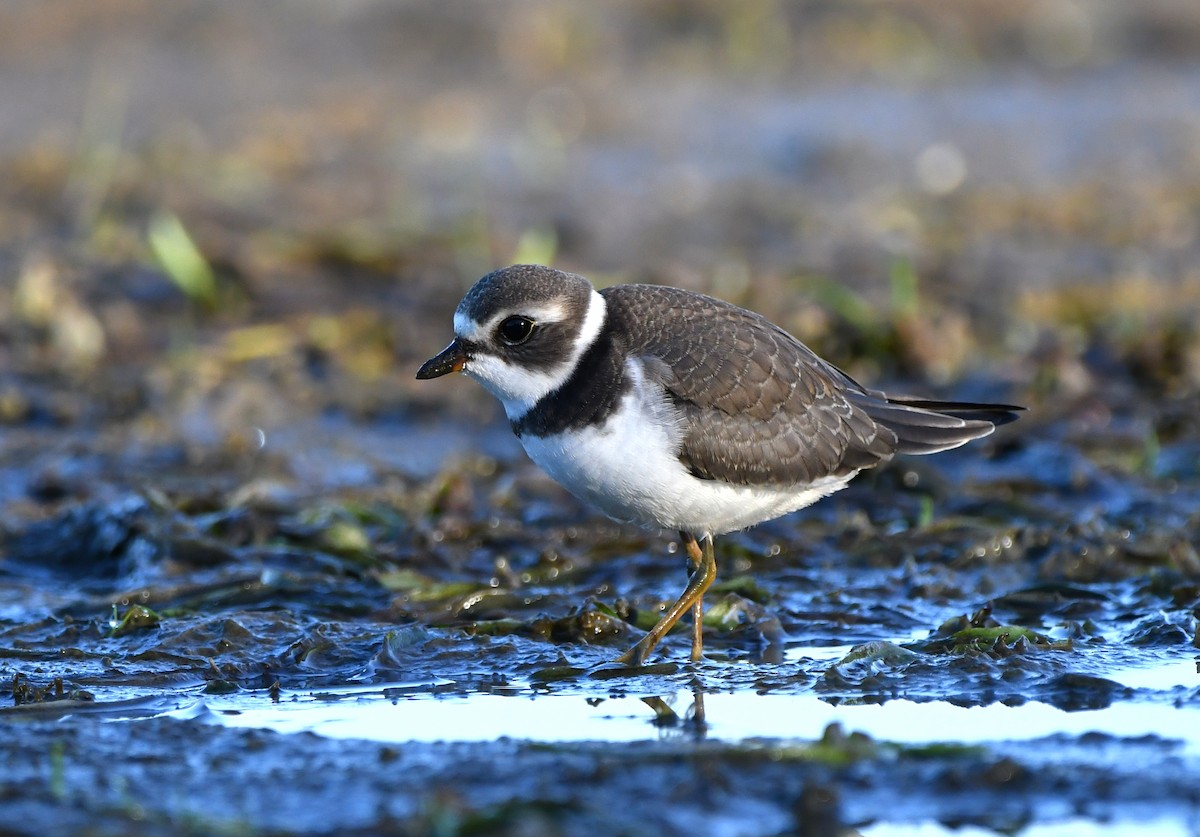 Semipalmated Plover - ML479981891