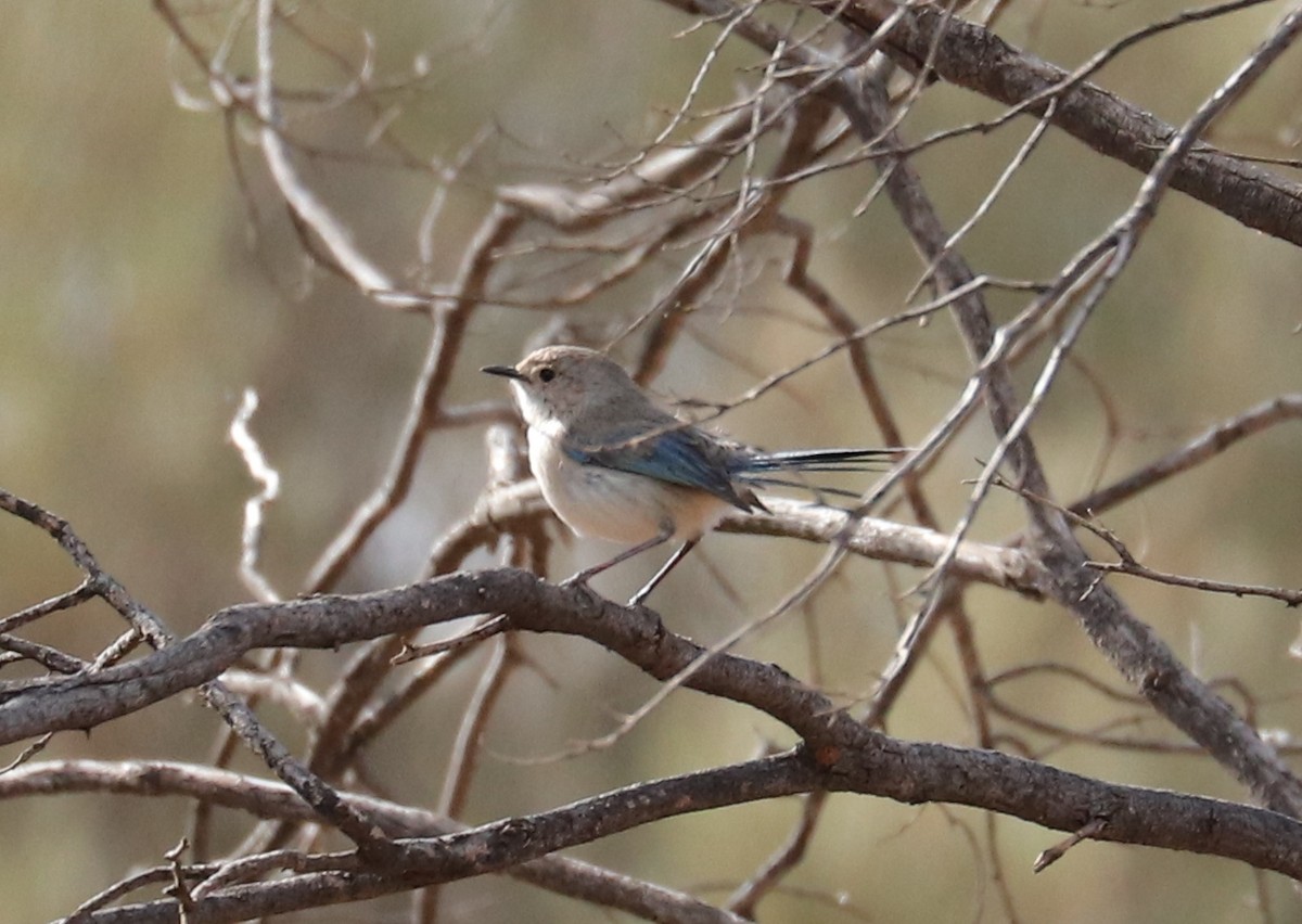 Splendid Fairywren - ML479983561