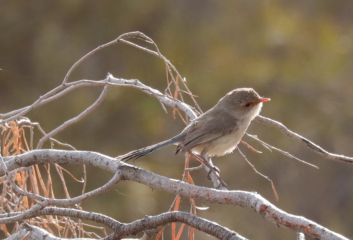 Splendid Fairywren - ML479983711