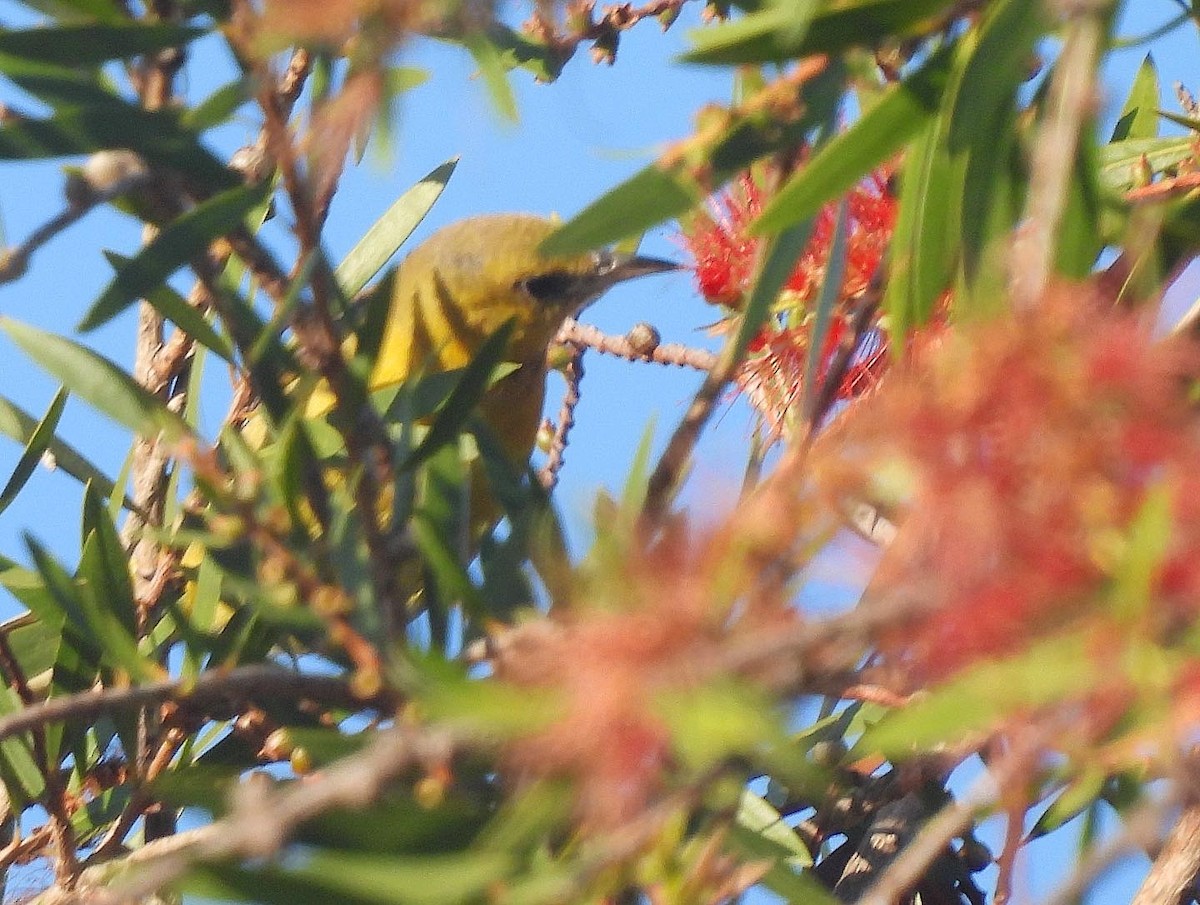 Hooded Oriole - Nick & Jane