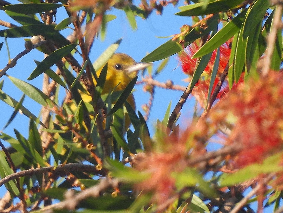 Oriole masqué - ML479983941