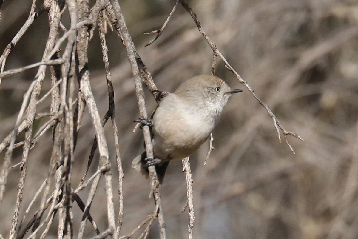 Chestnut-rumped Thornbill - ML479983971