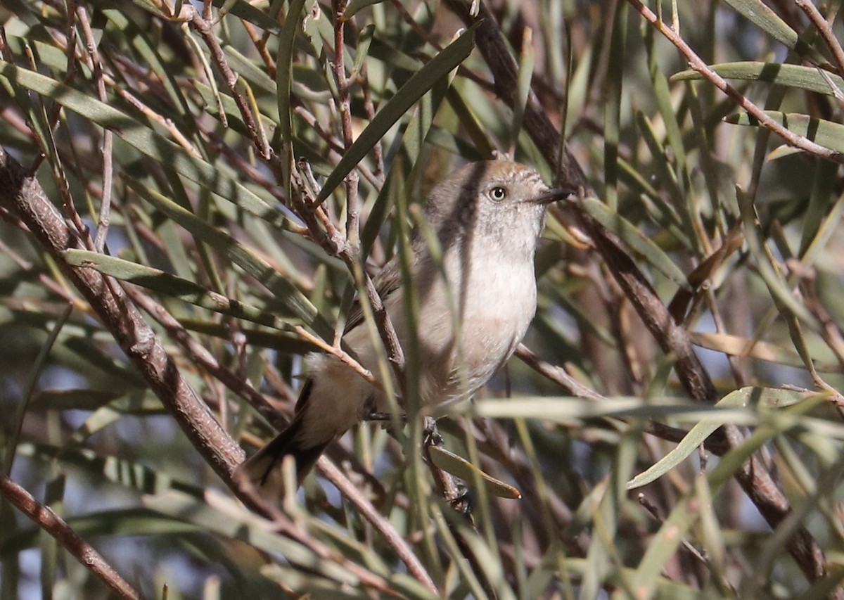 Chestnut-rumped Thornbill - ML479984091