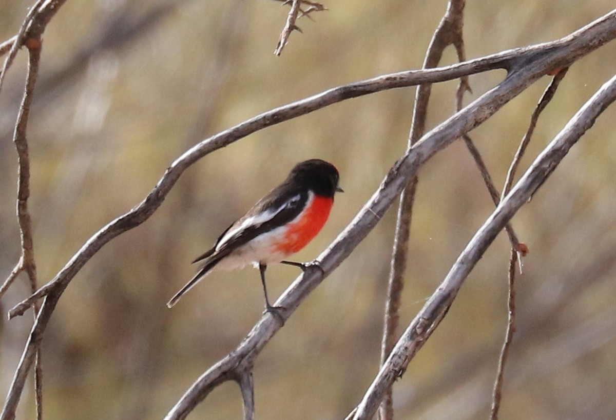 Red-capped Robin - ML479984141