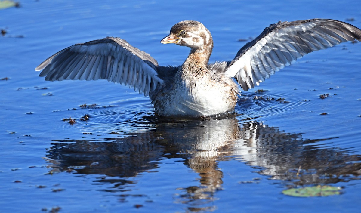 Pied-billed Grebe - ML479984951