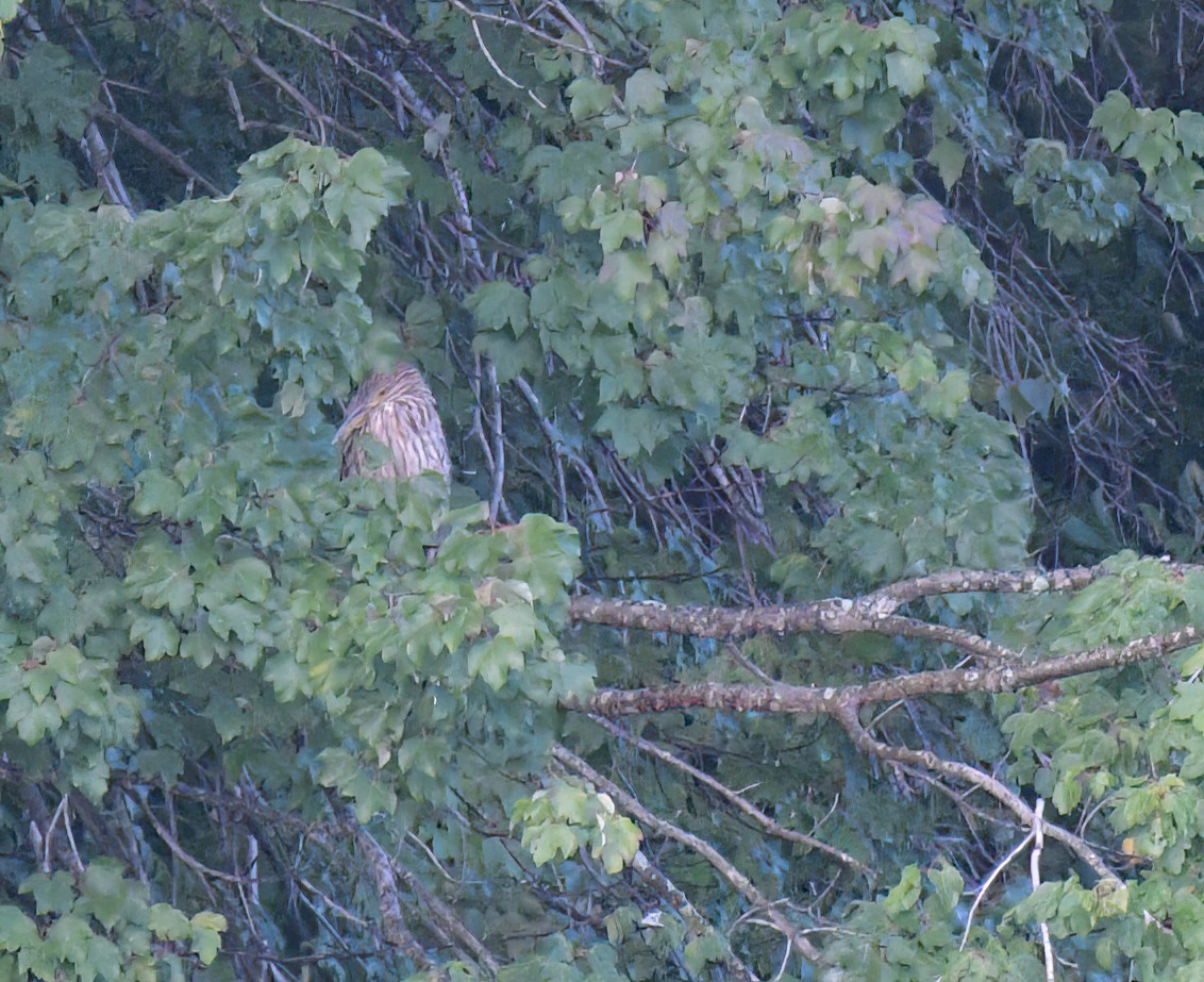 Black-crowned Night Heron - ML479987971