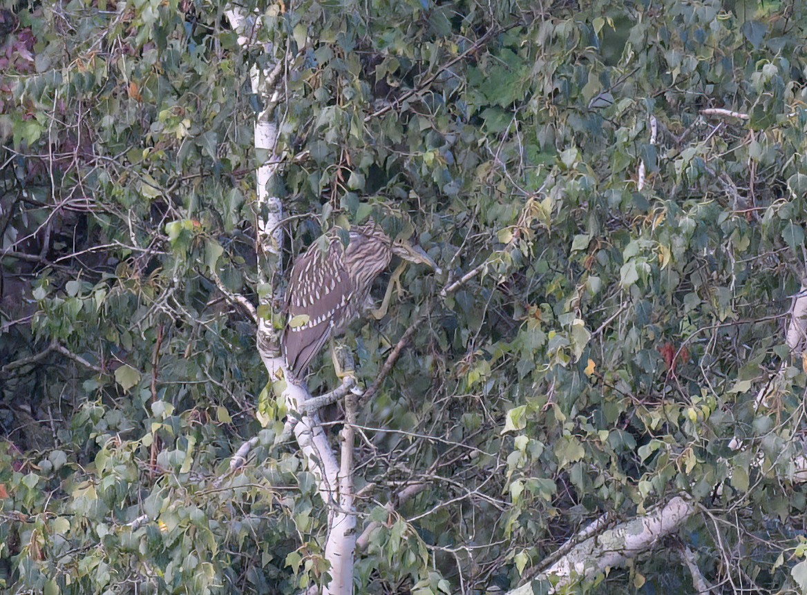 Black-crowned Night Heron - ML479987981