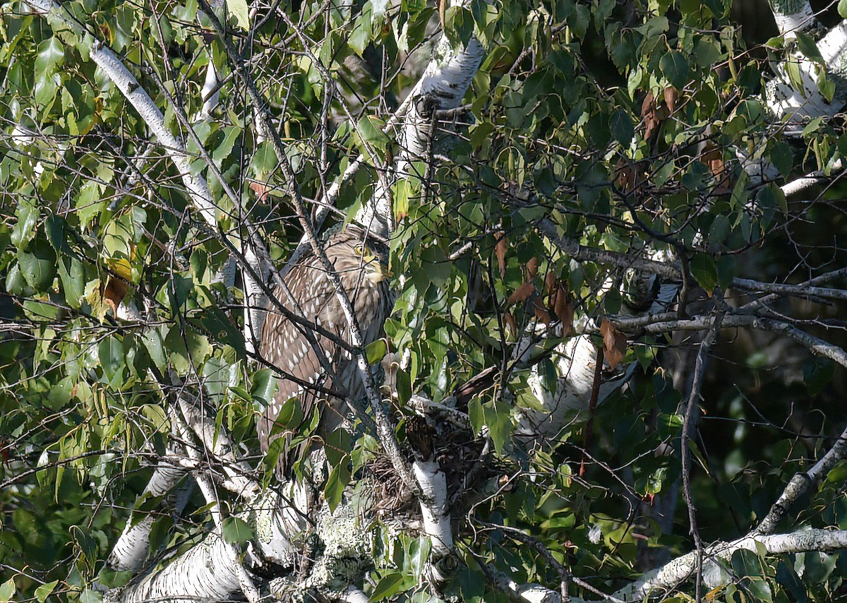 Black-crowned Night Heron - ML479988001