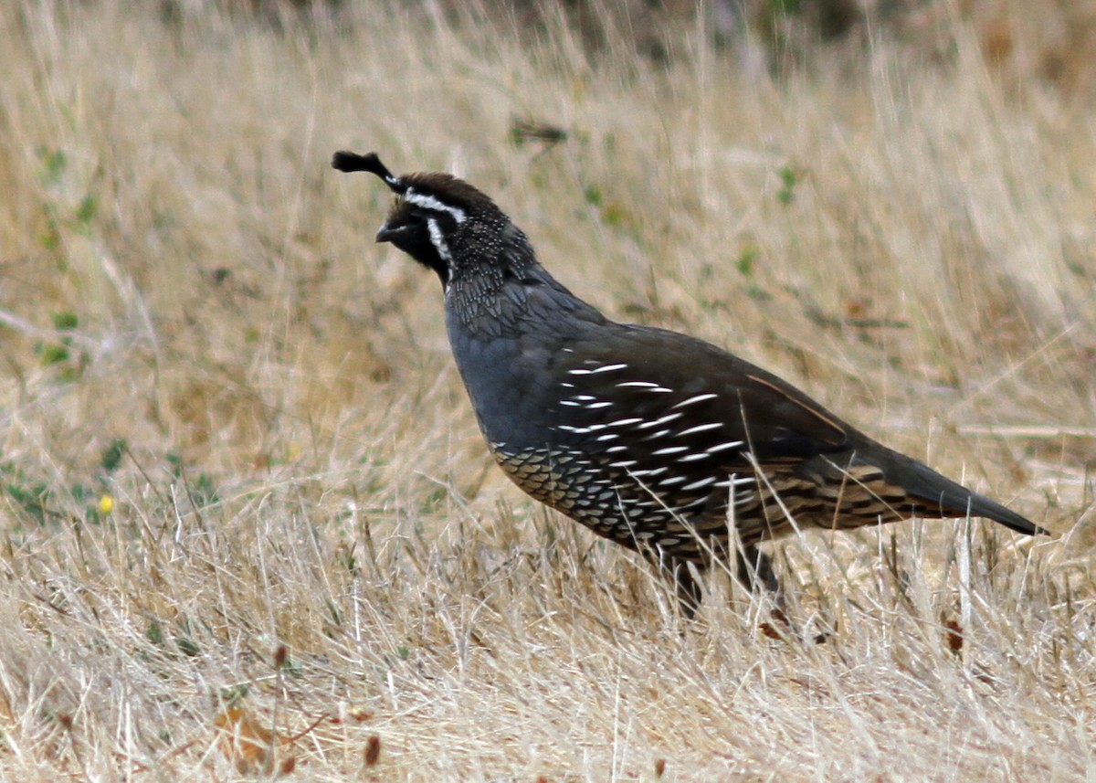 California Quail - ML479988131
