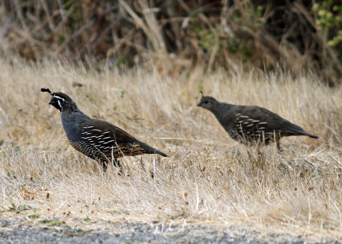 California Quail - ML479988141