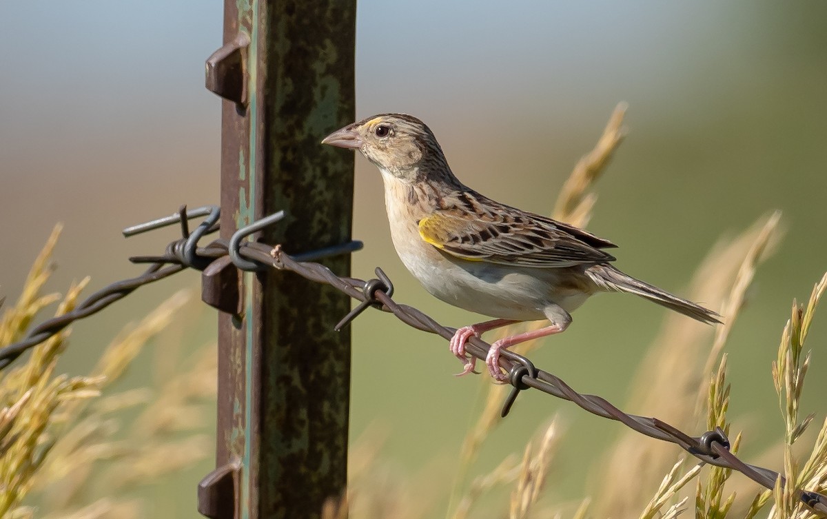 Grasshopper Sparrow - ML479988311