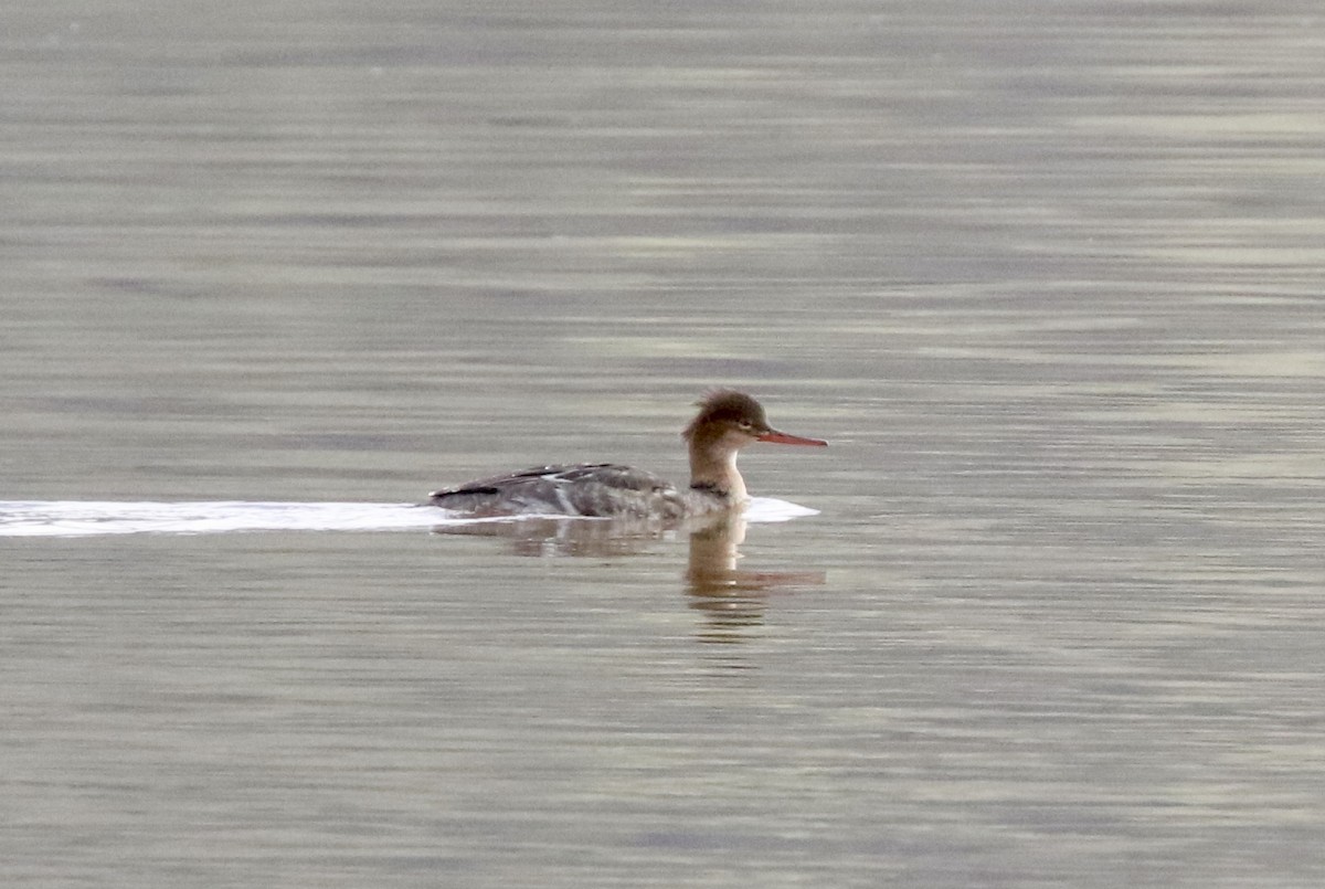 Red-breasted Merganser - Dave Bengston