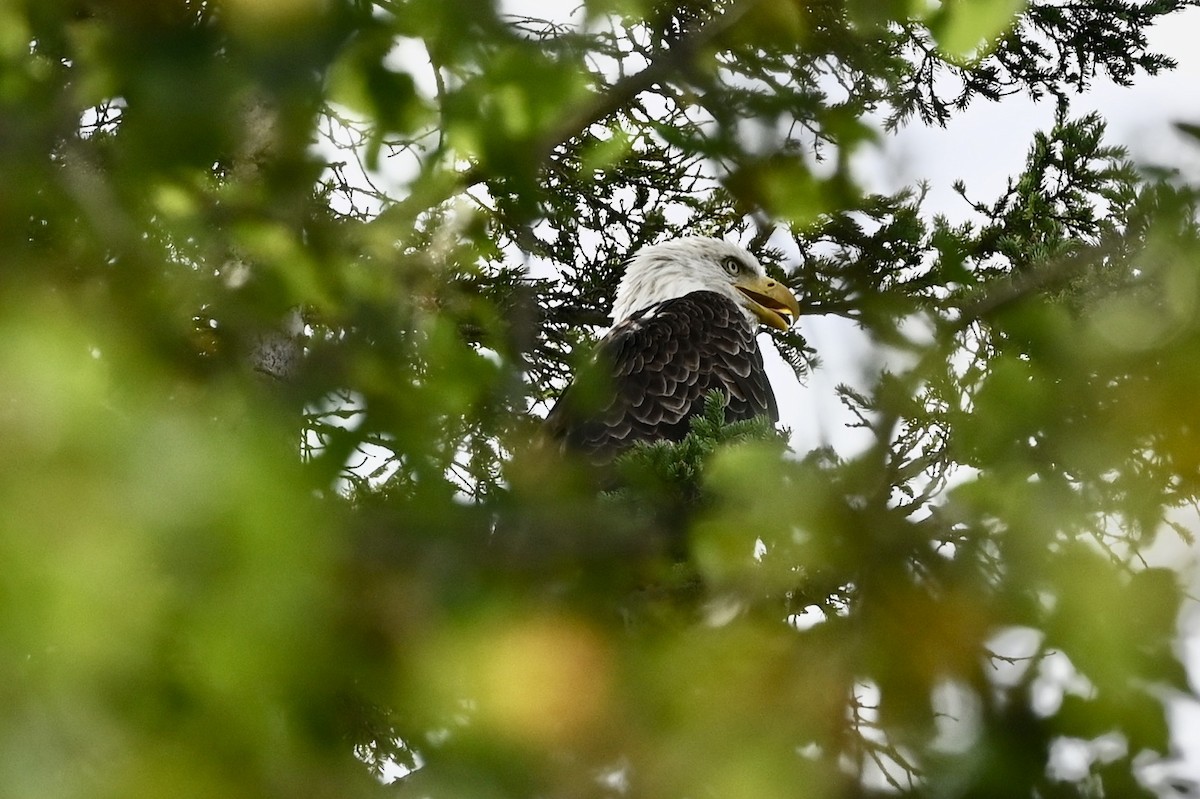 Weißkopf-Seeadler - ML479989891