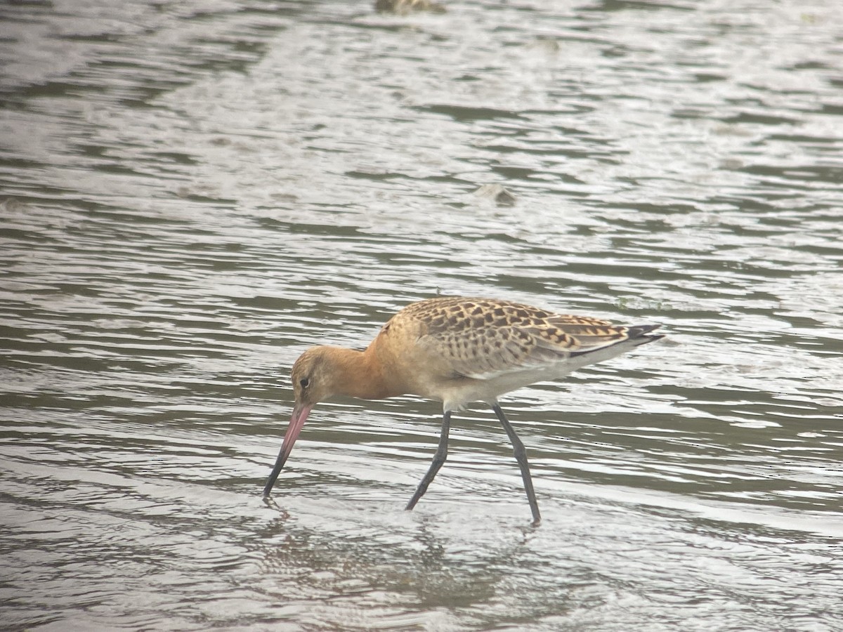 Black-tailed Godwit - ML479991091