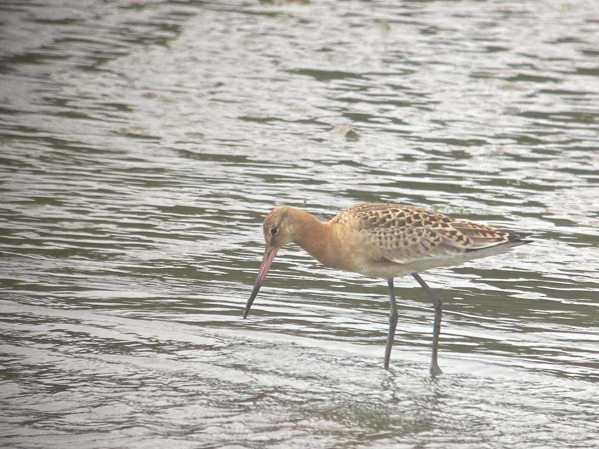 Black-tailed Godwit - ML479991101