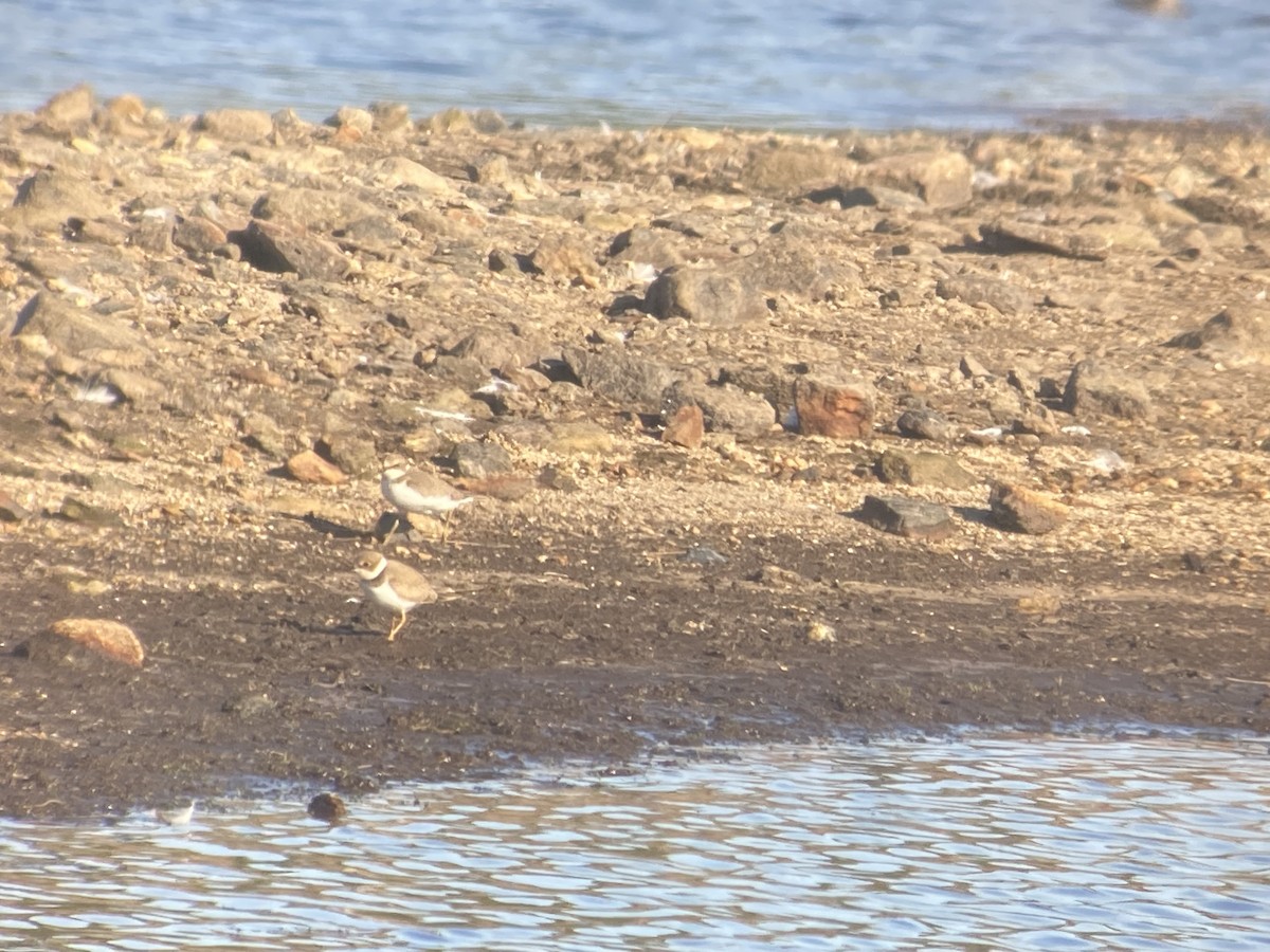 Little Ringed Plover - ML479991901