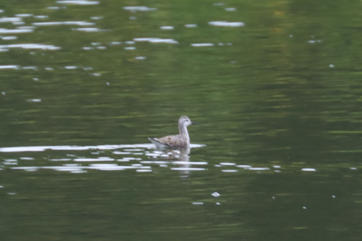 hvithalesvømmesnipe - ML479992461