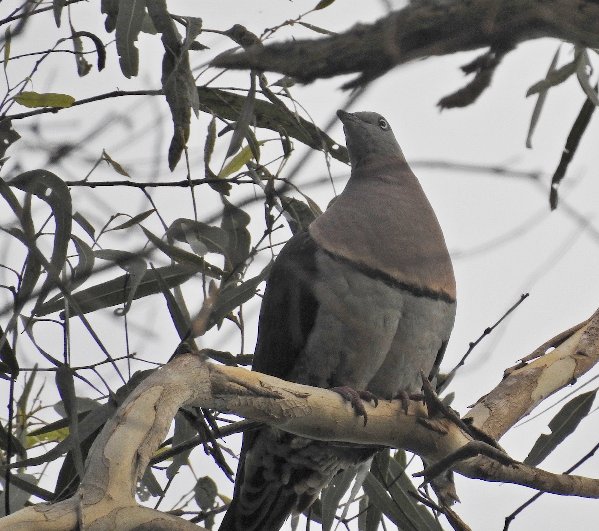 Zoe's Imperial-Pigeon - ML479992671