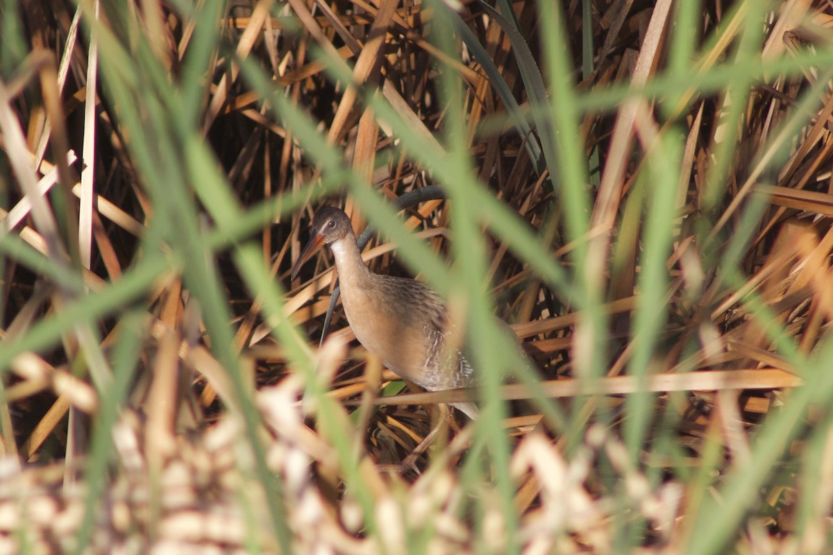 Ridgway's Rail (Yuma) - Tahiry Langrand