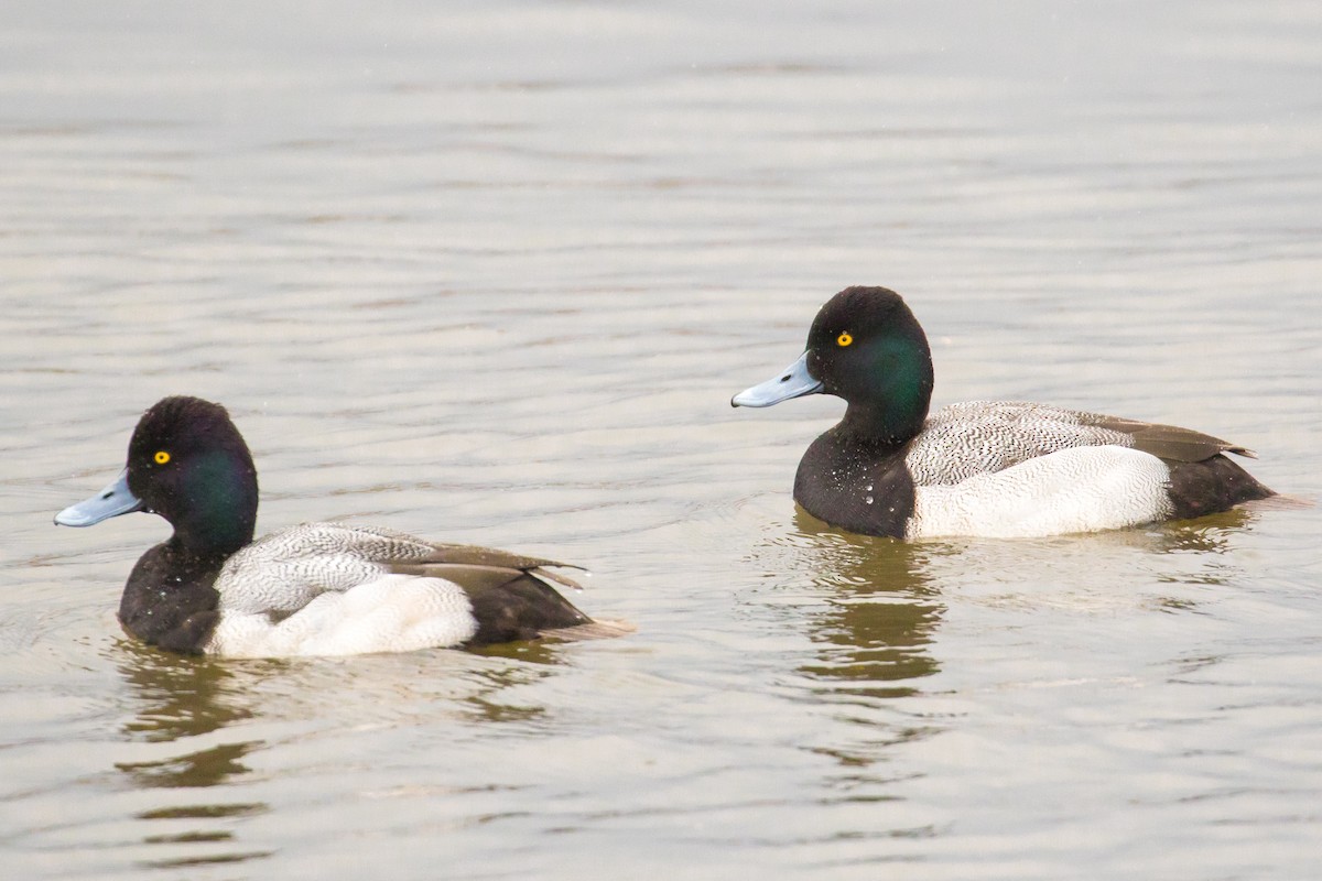 Lesser Scaup - ML47999331