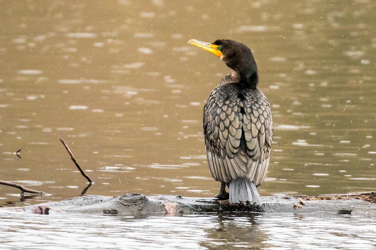 Cormoran à aigrettes - ML47999361