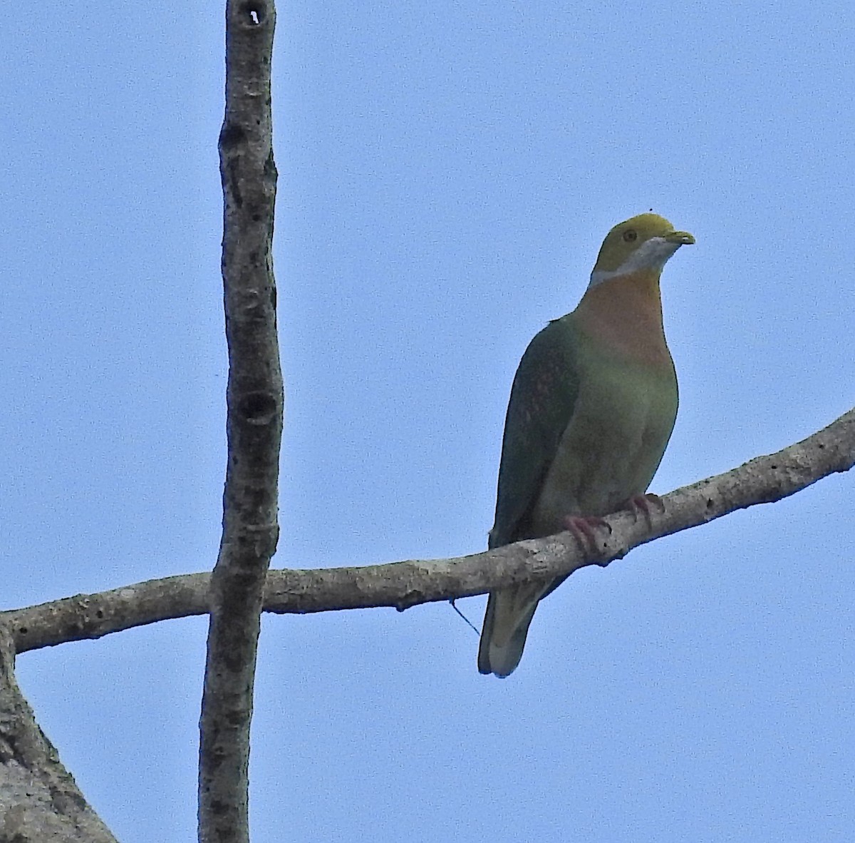 Pink-spotted Fruit-Dove - ML479993631
