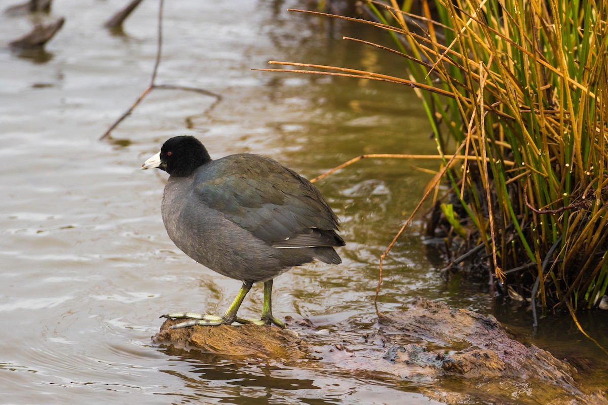 American Coot - ML47999381