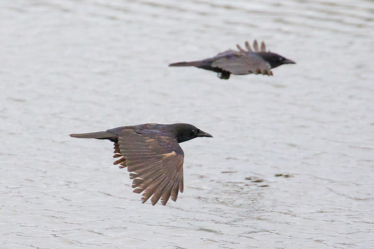 American Crow - ML47999401