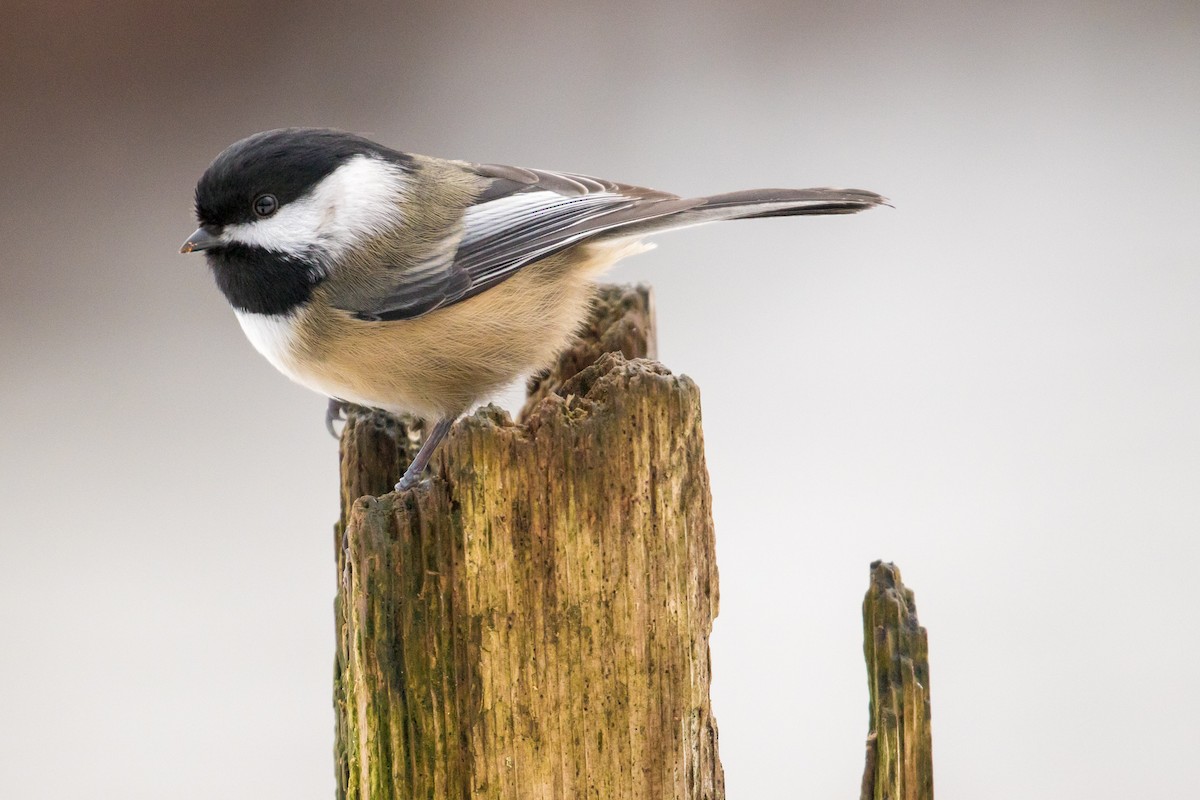 Black-capped Chickadee - John Reynolds