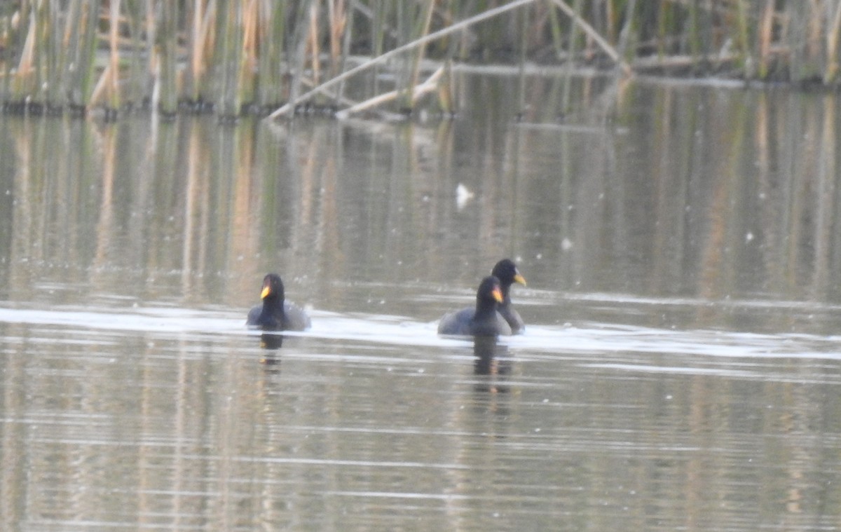 Red-fronted Coot - ML479994681