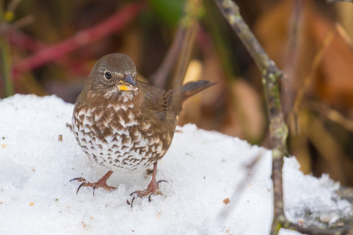 Fox Sparrow - ML47999471