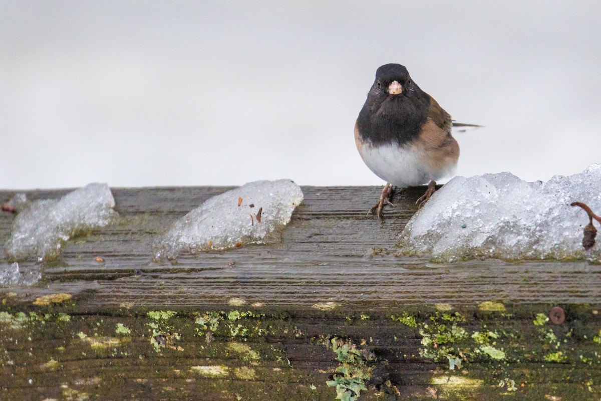 Junco ardoisé (groupe oreganus) - ML47999481