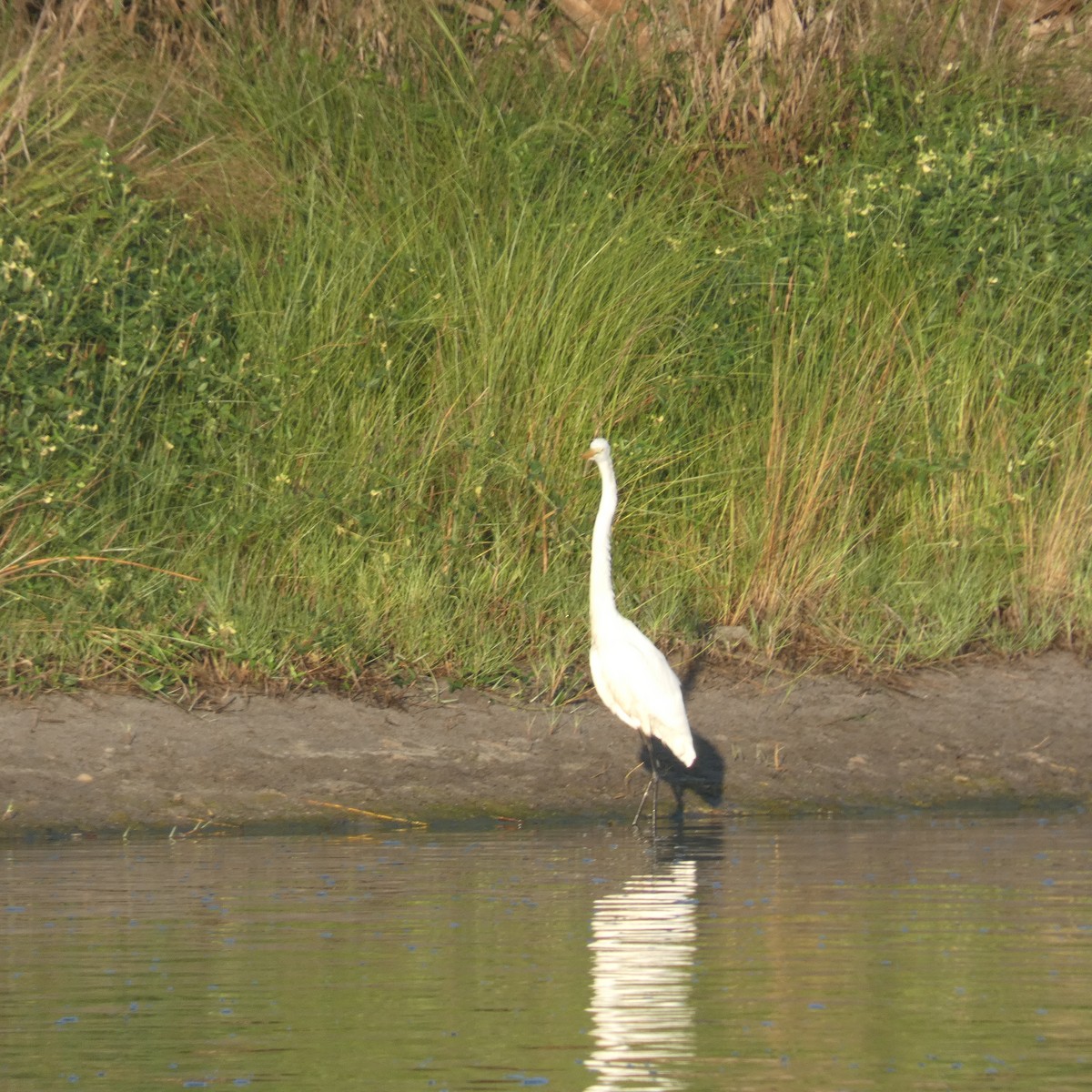 Great Egret - ML479996641