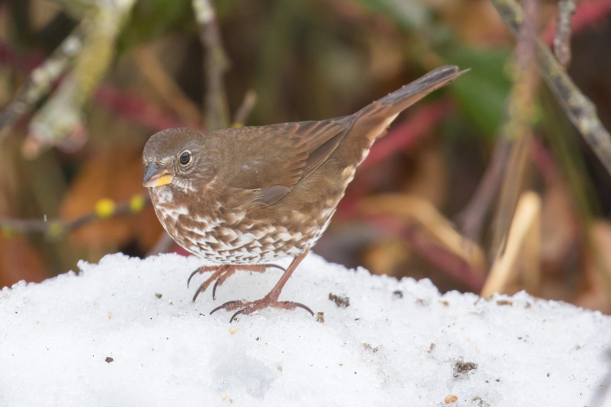 Fox Sparrow - ML47999691