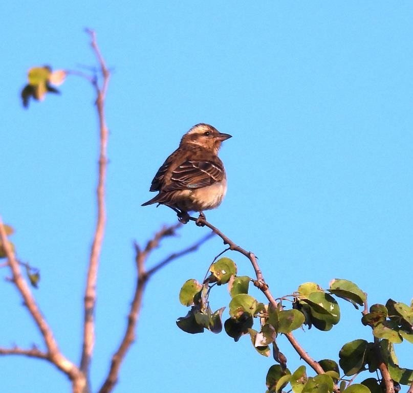 Yellow-throated Bush Sparrow - ML479997051