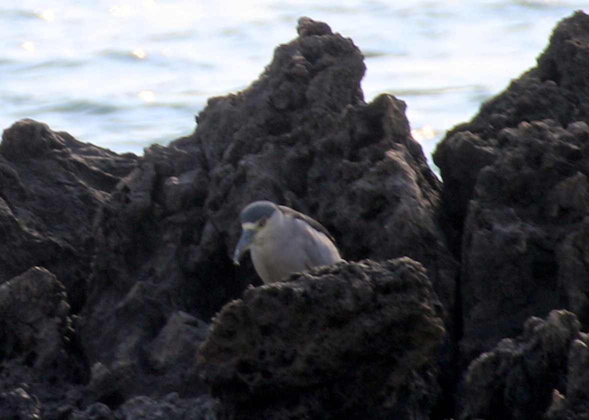 Black-crowned Night Heron - ML479997551