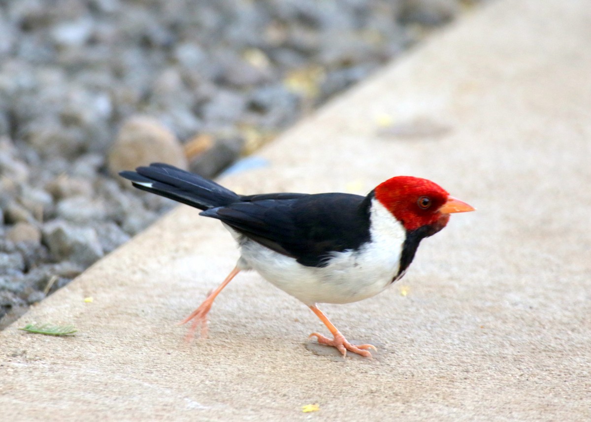 Yellow-billed Cardinal - ML479997631