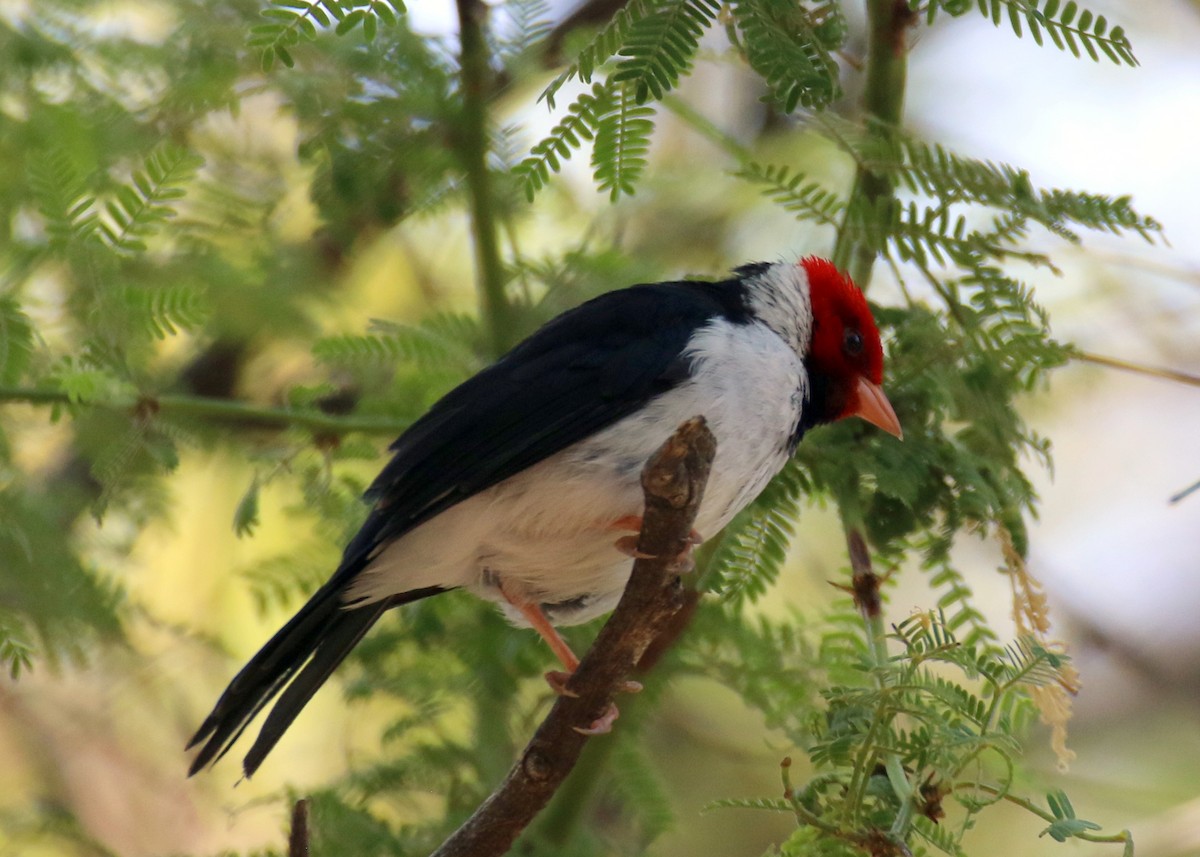 Yellow-billed Cardinal - ML479997651